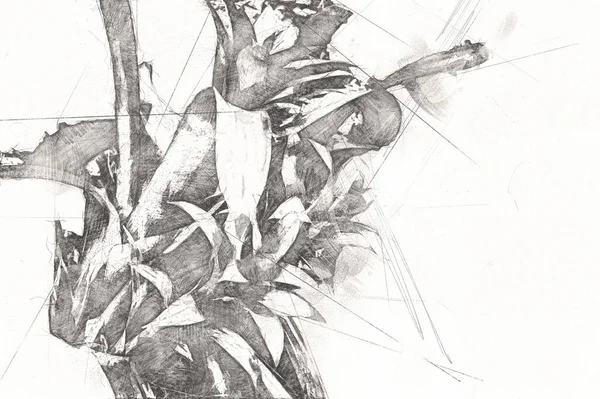 Guzman Monostachia Guzmania Lingulata Specie Güney Amerika Özgüdür Illüstrasyon Çizim — Stok fotoğraf