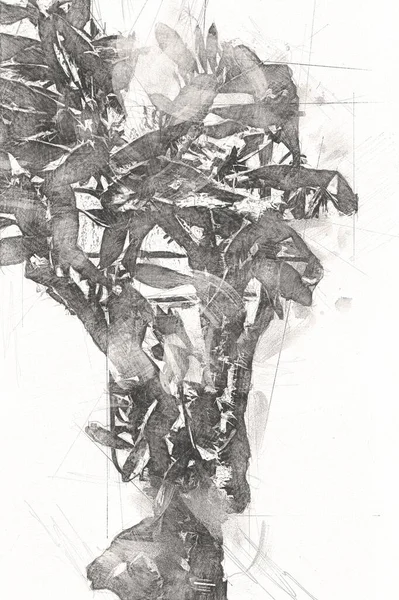 Hint ormanındaki kaktüs bitkisi, yabani kaktüs bitkisi Opuntia monacantha bitkisi, illüstrasyon, çizim, eskiz, antika, antika, antika