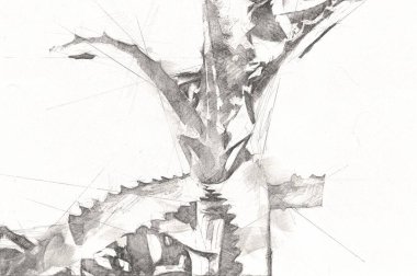 Şifalı yeşil Aloe Ağaç Cenneti bitkisi, illüstrasyon, çizim, eskiz, antika, antika, antika