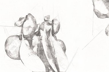 Bahar Festivali 'nde süs bitkisi olarak kullanılan verimli saksı portakalları, illüstrasyon, çizim, eskiz, antika, antika, antika