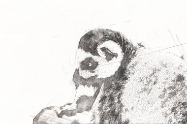 Bir grup dinlenen lemurlar katta, illüstrasyon, çizim, eskiz, antika, antika, antika.