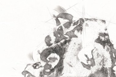 Bir grup dinlenen lemurlar katta, illüstrasyon, çizim, eskiz, antika, antika, antika.