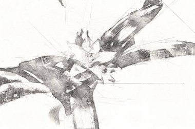 Bir Guzman lingulata çiçeğinin fotoğrafı, illüstrasyon, çizim, çizim, antika, retro, vintage.