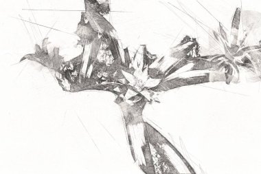 Bir Guzman lingulata çiçeğinin fotoğrafı, illüstrasyon, çizim, çizim, antika, retro, vintage.