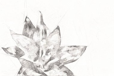 Bir Guzman lingulata çiçeğinin fotoğrafı, illüstrasyon, çizim, çizim, antika, retro, vintage.