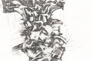 Kraliçe Sago Cycas Palmiye Ağacı 'nın yakın plan resmi, çizimi, eskizi, antika, retro, vintage.