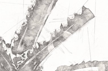 Kraliçe Sago Cycas Palmiye Ağacı 'nın yakın plan resmi, çizimi, eskizi, antika, retro, vintage.