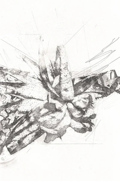 Heilende Grüne Aloe Arborescens Pflanze Illustration Zeichnung Skizze Antik Retro — Stockfoto