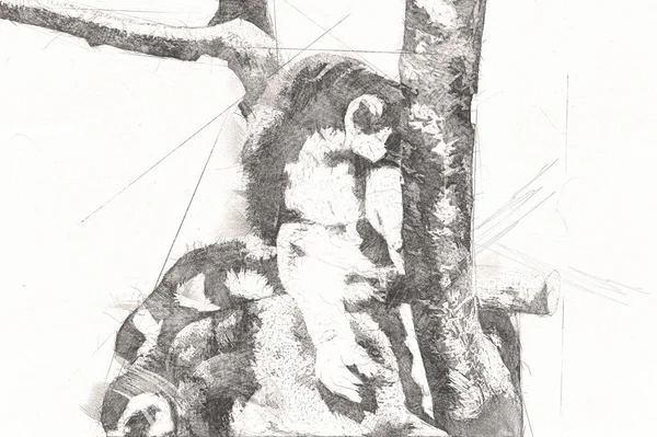 Bir Grup Dinlenen Lemurlar Katta Illüstrasyon Çizim Eskiz Antika Antika — Stok fotoğraf