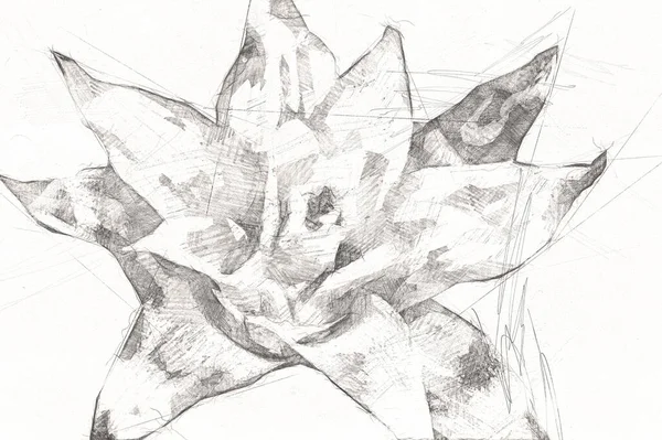 Bir Guzman Lingulata Çiçeğinin Fotoğrafı Illüstrasyon Çizim Çizim Antika Retro — Stok fotoğraf