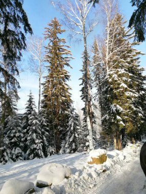 Kış manzarası, panorama, bayrak - kış ormanlarındaki karlı yol manzarası