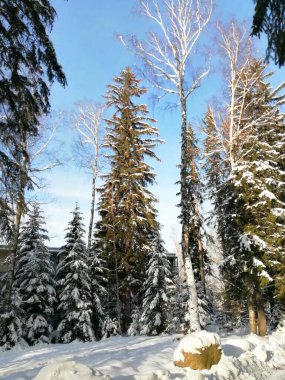Kış manzarası, panorama, bayrak - kış ormanlarındaki karlı yol manzarası