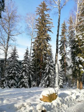Kış manzarası, panorama, bayrak - kış ormanlarındaki karlı yol manzarası