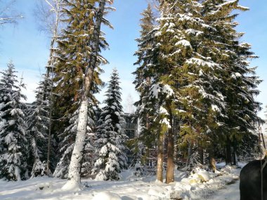 Kış manzarası, panorama, bayrak - kış ormanlarındaki karlı yol manzarası