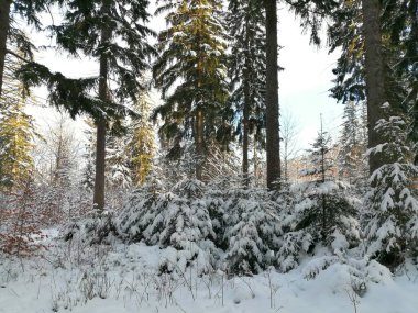 Kış manzarası, panorama, bayrak - kış ormanlarındaki karlı yol manzarası