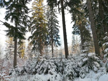 Kış manzarası, panorama, bayrak - kış ormanlarındaki karlı yol manzarası