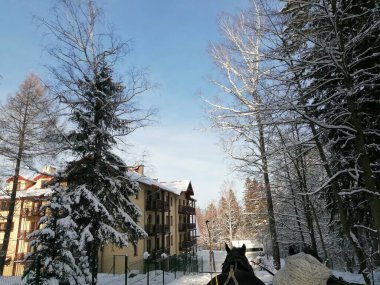 Kış manzarası, panorama, bayrak - kış ormanlarındaki karlı yol manzarası