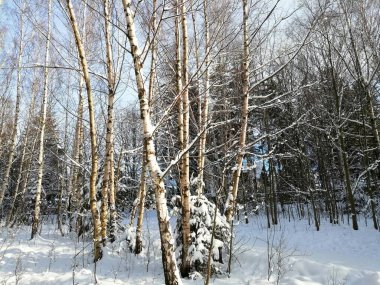 Kış manzarası, panorama, bayrak - kış ormanlarındaki karlı yol manzarası