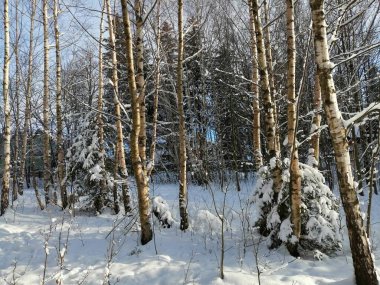 Kış manzarası, panorama, bayrak - kış ormanlarındaki karlı yol manzarası