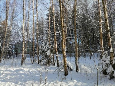 Kış manzarası, panorama, bayrak - kış ormanlarındaki karlı yol manzarası