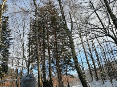 Kış manzarası, panorama, bayrak - kış ormanlarındaki karlı yol manzarası
