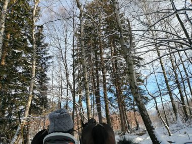 Kış manzarası, panorama, bayrak - kış ormanlarındaki karlı yol manzarası