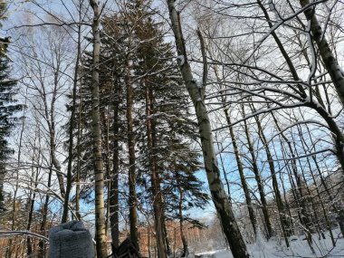 Kış manzarası, panorama, bayrak - kış ormanlarındaki karlı yol manzarası