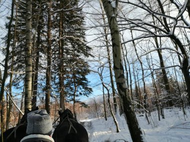 Kış manzarası, panorama, bayrak - kış ormanlarındaki karlı yol manzarası