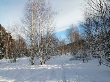 Kış manzarası, panorama, bayrak - kış ormanlarındaki karlı yol manzarası
