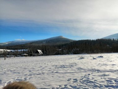 Kış manzarası, panorama, bayrak - kış ormanlarındaki karlı yol manzarası