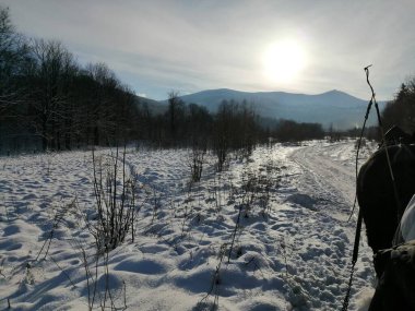 Kış manzarası, panorama, bayrak - kış ormanlarındaki karlı yol manzarası