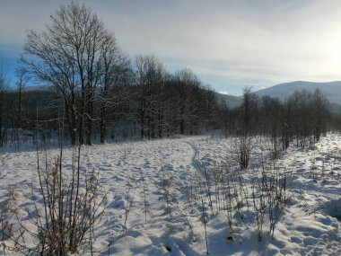 Kış manzarası, panorama, bayrak - kış ormanlarındaki karlı yol manzarası