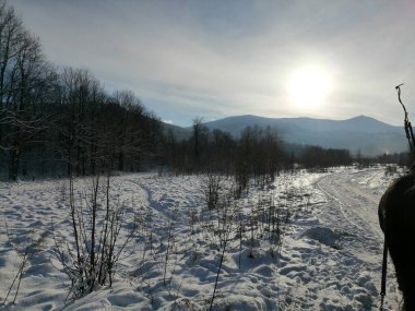 Kış manzarası, panorama, bayrak - kış ormanlarındaki karlı yol manzarası