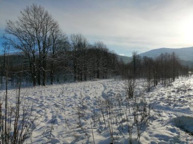 Kış manzarası, panorama, bayrak - kış ormanlarındaki karlı yol manzarası