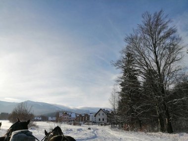 Kış manzarası, panorama, bayrak - kış ormanlarındaki karlı yol manzarası