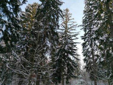 Kış manzarası, panorama, bayrak - kış ormanlarındaki karlı yol manzarası