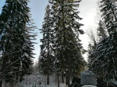 Kış manzarası, panorama, bayrak - kış ormanlarındaki karlı yol manzarası