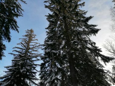 Kış manzarası, panorama, bayrak - kış ormanlarındaki karlı yol manzarası