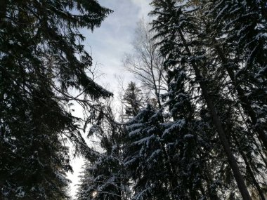 Kış manzarası, panorama, bayrak - kış ormanlarındaki karlı yol manzarası