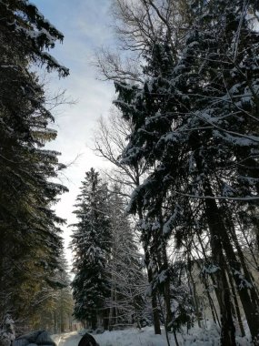 Kış manzarası, panorama, bayrak - kış ormanlarındaki karlı yol manzarası
