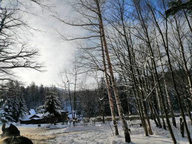 Kış manzarası, panorama, bayrak - kış ormanlarındaki karlı yol manzarası
