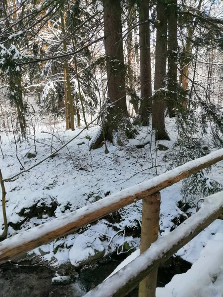 Kış manzarası, panorama, bayrak - kış ormanlarındaki karlı yol manzarası