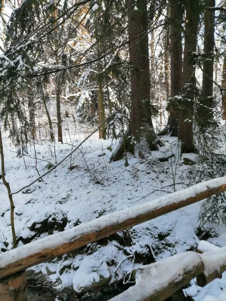 Kış manzarası, panorama, bayrak - kış ormanlarındaki karlı yol manzarası