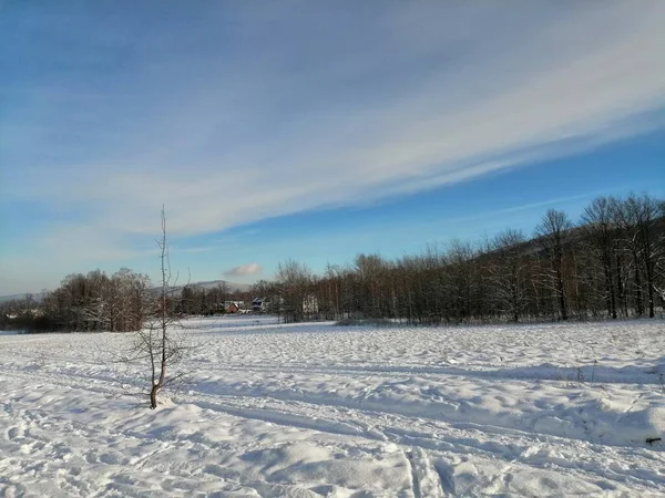 Kış manzarası, panorama, bayrak - kış ormanlarındaki karlı yol manzarası