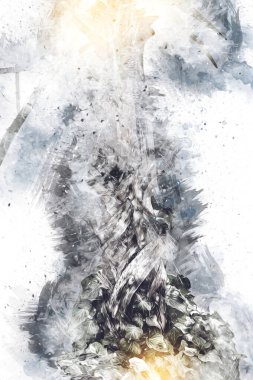 Kanarya Adasının Tarih Ayası (Anka kanaryası), Macaronezya kökenlidir