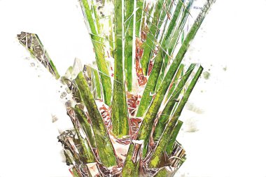 Kanarya Adasının Tarih Ayası (Anka kanaryası), Macaronezya kökenlidir