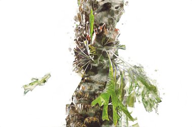 Kanarya Adasının Tarih Ayası (Anka kanaryası), Macaronezya kökenlidir