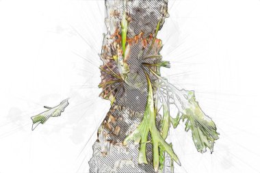 Kanarya Adasının Tarih Ayası (Anka kanaryası), Macaronezya kökenlidir