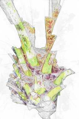 Kanarya Adasının Tarih Ayası (Anka kanaryası), Macaronezya kökenlidir