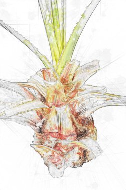 Kanarya Adasının Tarih Ayası (Anka kanaryası), Macaronezya kökenlidir